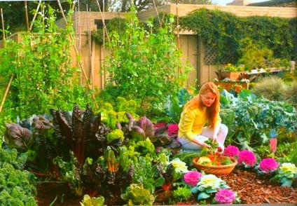 Netting for Gardens Can Keep Birds Away