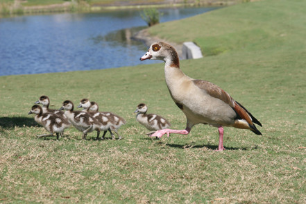 Get Rid of Geese from Golf Courses