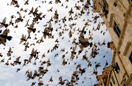 Get rid of pest birds with Bird Deterrent Foil