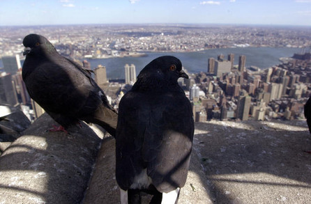 How to get rid of pigeons from your buildings