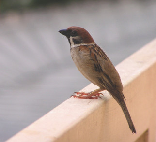 How to get rid of Sparrows using humane bird controls