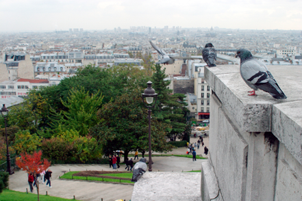 Getting Rid of Pest Birds: Top 3 Bird Control Solutions