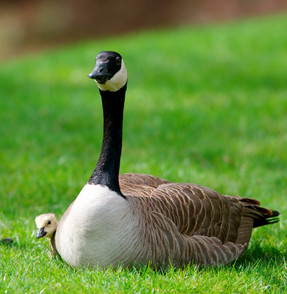 Goose Deterrents Needed in Planned Communities