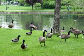 Goose Deterrents to Control the Nuisance Fowl