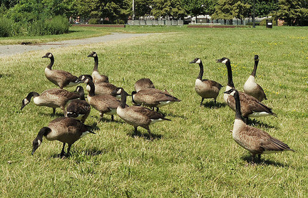 Got a Gaggle of Geese? Take a Gander at these Goose Deterrents.
