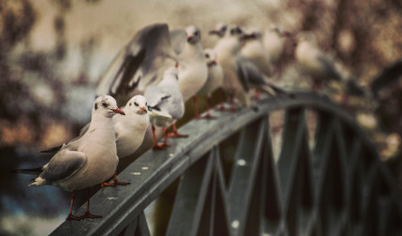 How to Assess a Bird Problem How to Assess a Bird Problem