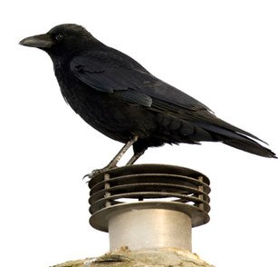 How to Get Rid of Birds Without Hurting Them