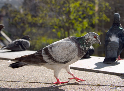 How to Keep Birds Away from Commercial Buildings