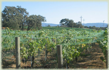 How to Keep Birds Away from Your Harvest with Crop-Netting