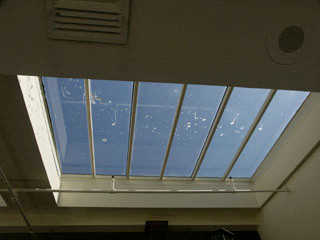 How to Keep Birds Away from Your Skylights