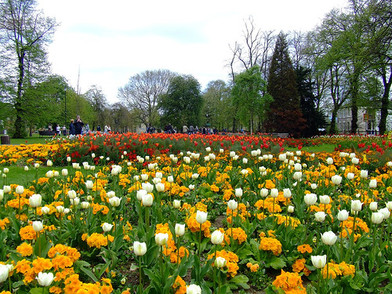 How to Keep Birds Away Using Garden Net