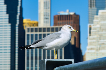 How to Reduce Bird Nuisance in Your City