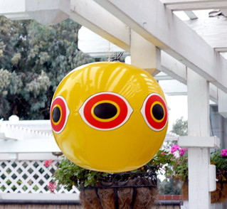 How to Scare Birds Away from Your Property