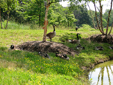 Humane Controls Urged to End Senseless Killing of Geese