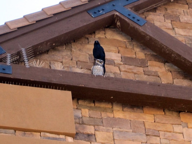Improper Bird Deterrent Installation or Application