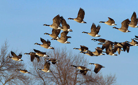 Interesting Facts About Canada Geese
