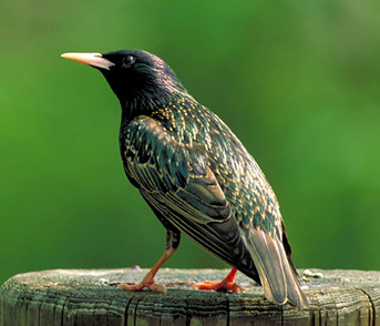 Is Your Backyard Ready for Summer with Bird Control Devices?