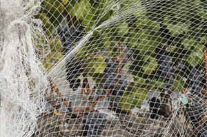 Keep Birds Away from Your Garden with Bird Netting