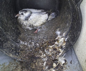 Keep Pest Birds Out With Bird Netting