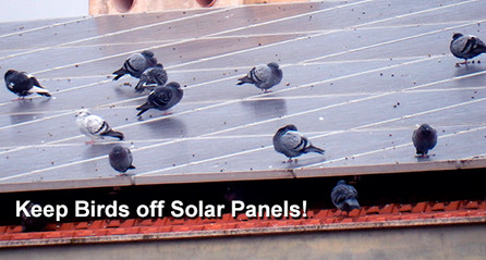 How to Keep Pest Pigeons away from Your Solar Panels How to Keep Pest Pigeons away from Your Solar Panels
