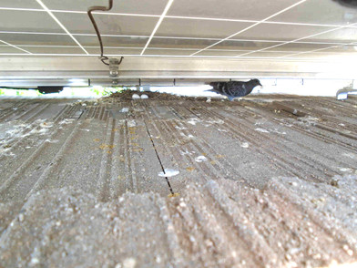 Keep Pigeons from Destroying Solar Panels