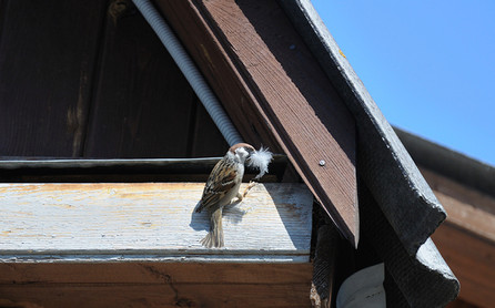 How to keep small birds from entering your building
