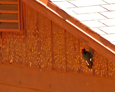How to Keep Woodpeckers Away from your Home