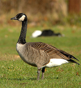 Making Peace with Canadian Geese