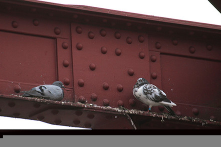 Pigeon Control That Works: Fix Your Building's Image
