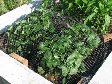 Plant Netting for Gardens Keeps Birds Out