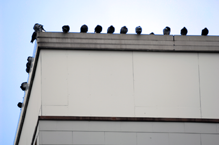 Preventative Maintenance: Check for Birds