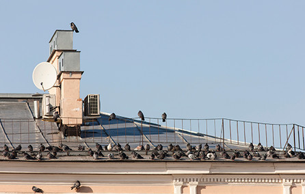 Protect your home from pigeons with pigeon control