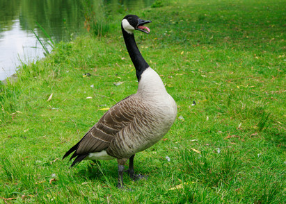 Protect your yard this summer with bird control products