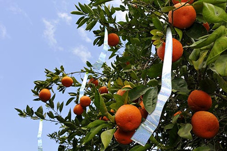 Scare Birds Away with Holographic Flash Tape