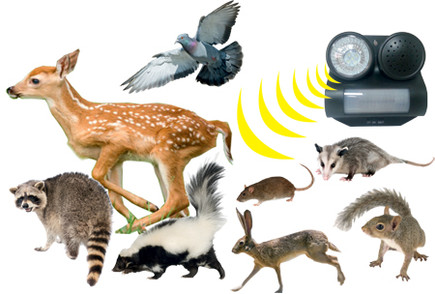 Sonic Deterrents Get rid of more than just Birds