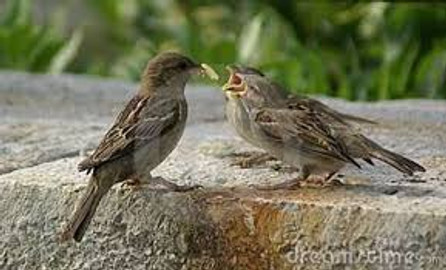 Sparrows May Not be as Cute as They Appear