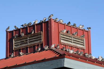 Stop Pigeons from Defacing Shopping Centers with Pigeon Spikes