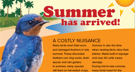 Summer Birds an Infographic