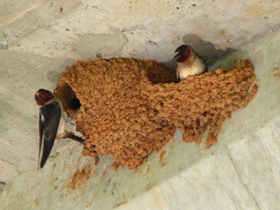 Swallows are coming – Get out the Garden Bird Netting