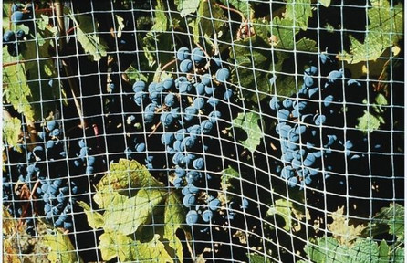 The Best in Bird Net Bird Control