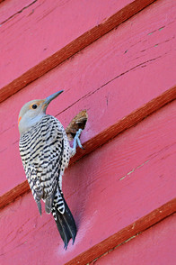 The Best Woodpecker Control Solutions to Avoid House Damage