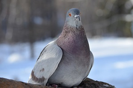The Definitive Guide to Getting Rid of Pigeons
