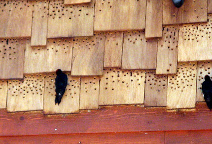 The Right Woodpecker Deterrent Can Prevent Costly Siding Damage