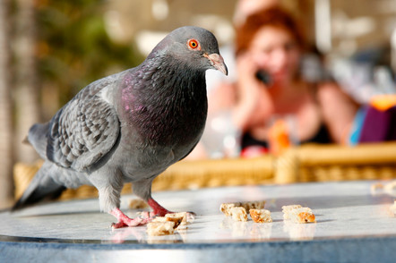Time to Scare Birds Away from Your Fast-Food Restaurant
