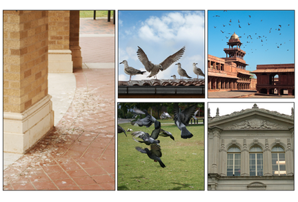 Top Bird Control Solutions for Pest Control Companies