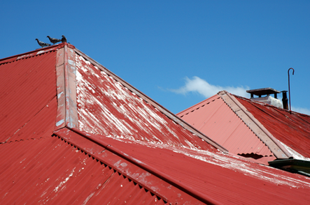 Usefulness of Bird Netting