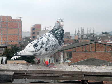 Which Pigeon Deterrent Will Keep These Rats with Wings Away from your Store?