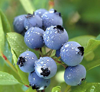 Will Blueberry Netting Systems Save your Berries? Will Blueberry Netting Systems Save your Berries?