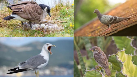 Get Rid of Birds Fast: 3 Most Important Things to Know