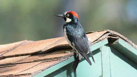 How To Keep Woodpeckers Away From Your Home 2024 [Expert Tips]